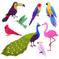 Obraz premium Set of various exotic tropical birds isolated vector illustrations