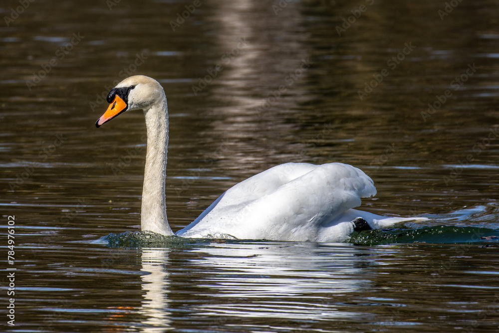 Canvas Prints Mute swan, Cygnus olor swimming on a lake in Munich, Germany