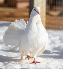 Portrait of a white dove in the snow in winter