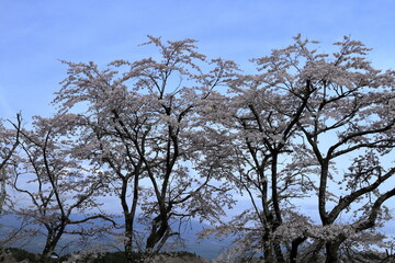  The cherry blossoms are blossoming