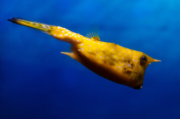Yellow and white puffer fish swimming in the blue water aquarium