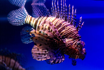 Close up of Lion fish swimming in blue water. Fish in aquarium