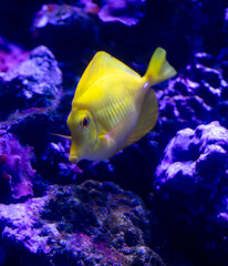 Yellow tropical fish swimming in the blue water of the aquarium with corals