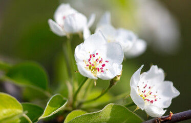 Flowers on a pear tree in spring. Close-up