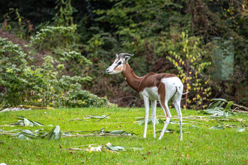 Obraz na płótnie Canvas Dama gazelle, Gazella dama mhorr or mhorr gazelle is a species of gazelle