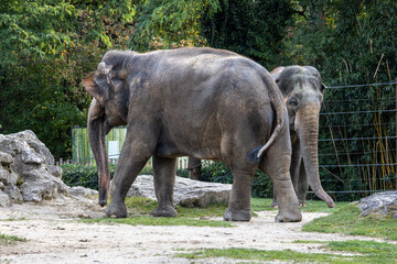 The Asian elephant, Elephas maximus also called Asiatic elephant