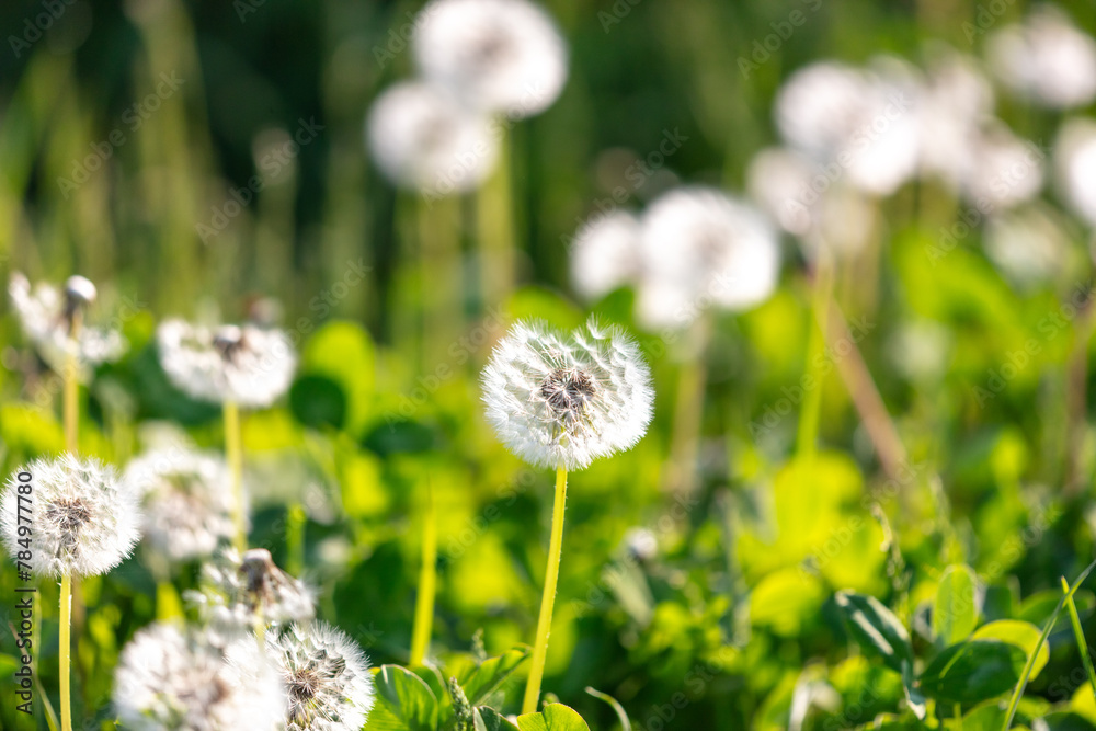 Canvas Prints fluffy dandelions in nature in spring