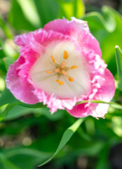 Obraz premium Pink tulips in the garden where in the spring