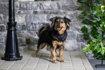 Brown and black dog standing by houseplant in front of brick wall