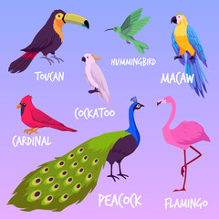 Fototapeta premium Set of wild exotic bird flat vector illustrations isolated on background.