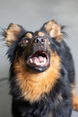 Closeup of a black and brown dog with its mouth open