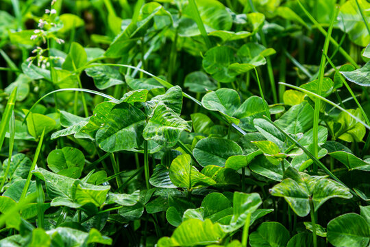 Four-leaf clover between three-leaf clovers. Green nature background. Four-leaf clover for a good luck. Special found. Rare found in the meadow. Green field covered by trifolium leaves with shamrock