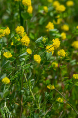 Obraz na płótnie Canvas Trifolium campestre or hop trefoil flower, close up. Yellow or golden clover with green leaves. Wild or field clover is herbaceous, annual and flowering plant in the bean or legume family Fabaceae