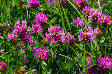 Trifolium pratense, red clover. Collect valuable flowers fn the meadow in the summer. Medicinal and honey-bearing plant, fodder and in folk medicine medically sculpted wild herbs