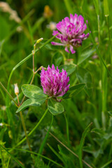 Trifolium pratense, red clover. Collect valuable flowers fn the meadow in the summer. Medicinal and honey-bearing plant, fodder and in folk medicine medically sculpted wild herbs