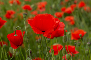 Naklejka premium Papaver rhoeas or common poppy, red poppy is an annual herbaceous flowering plant in the poppy family, Papaveraceae, with red petals