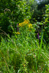 close-up of the yellow blossoms of Hypericum perforatum, a herbal medicine