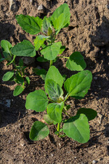Chenopodium album, edible plant, common names include lamb's quarters, melde, goosefoot, white goosefoot, wild spinach, bathua and fat-hen