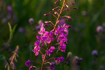 Wonderful flowering fireweed Chamaenerion angustifolium highlighted by the evening sun. A bunch of marvelous blossoming rosebay willowherbs
