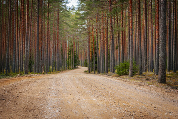 Gravel road in the pine forest