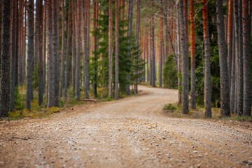 Gravel road in the pine forest
