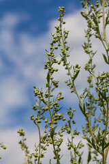 Wormwood green grey leaves with beautiful yellow flowers. Artemisia absinthium absinthium, absinthe wormwood flowering plant, closeup macro