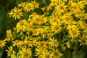 Yellow flowers of Senecio vernalis closeup on a blurred green background. Selective focus