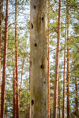 Dry pine tree with birds nests in pine forest