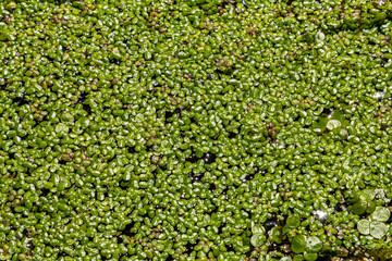 Duckweed - Cultivation of duckweed. Lemna trisulca