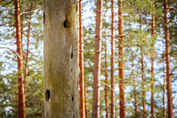 Dry pine tree with birds nests in pine forest