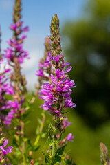 Purple loosestrife Lythrum salicaria inflorescence. Flower spike of plant in the family Lythraceae, associated with wet habitats