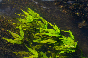 Aquatic plants. Freshwater algae background. Photographer's shadow. Ecological concept. Blur under water