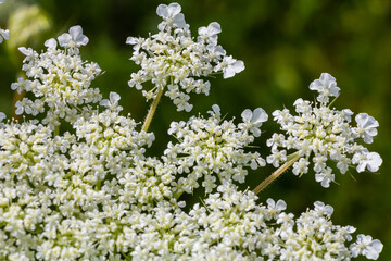 Daucus carota known as wild carrot blooming plant