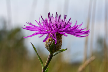 Centaurea jacea, the Brown Knapweed, known also as Brown-rayed Knapweed, Brownray Knapweed and Hardheads