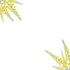 Vector illustration, laburnum flower isolated on white background, Golden shower, cassia fistula. - obrazy, fototapety, plakaty
