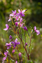Pink Flowering Chamerion Dodonaei Alpine Willowherb Plant