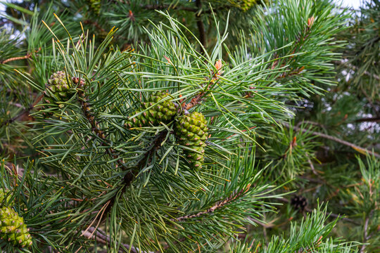 Closeup on pine branch with male and female cone