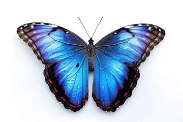 Blue Morpho Butterfly on flowers on white background, Awe-inspiring, Macro View, Depth of Filed, Spring Colors, 