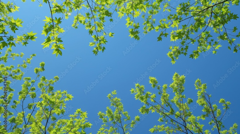 Wall mural Seasonal Leaves: A photo of trees with fresh green leaves against a clear blue sky - Wall murals