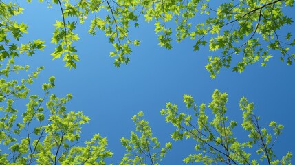 Seasonal Leaves: A photo of trees with fresh green leaves against a clear blue sky