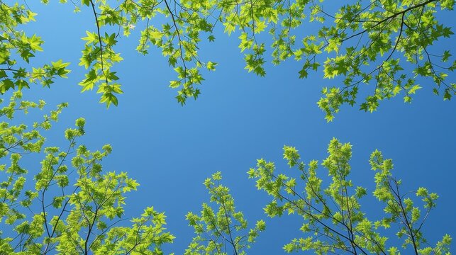 Seasonal Leaves: A photo of trees with fresh green leaves against a clear blue sky