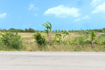 Horizontal view of empty asphalt road in Thailand. Background of banana trees beside road. and adjustment of agricultural plantations surrounding area . Under blue sky.