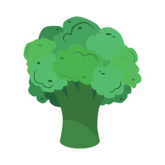 Broccoli. Garden cabbage. Vegetable culture for a healthy and delicious diet. A dietary vegetarian product. Vector illustration.