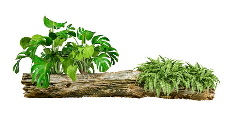 Monstera and fern on rotten branch isolated on white
