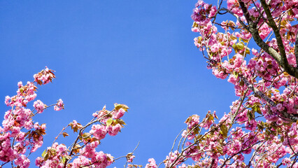 Spring blossom with a blue sky with clouds and purple flowers on a beautiful spring day in the...