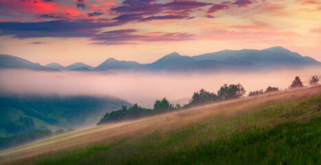 Panoramic summer view of misty rolling hills. Misty morninig scene of Carpathian mountains at June, Ukraine, Europe. Beauty of nature concept background. - obrazy, fototapety, plakaty