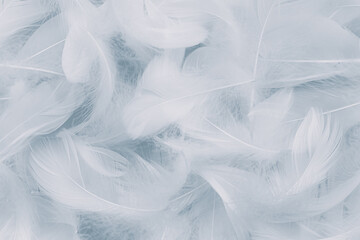 Fluffy White Feathers Wooly Pattern Texture Background	

