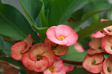 Euphorbia milii, the crown of thorns, Christ plant, or Christ thorn, is a species of flowering plant in the Spurgeon family Euphorbiaceae. Ornamental houseplant. Woody succulent subshrub or shrub.