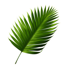 Clear tropics green palm foliage cut out transparent background  Ai Generated 