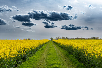 Gelb blühendes Rapsfeld mit Feldweg mit durch Saharastaub grau-blau verfärbtem, bewölktem Himmel - 784993191